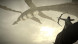 Shadow of the Colossus. В тени колосса [PS4, русская версия] в Волгограде