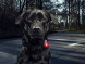 Фонарь для собак Orbiloc Dog Dual Signal Colours, красный в Волгограде